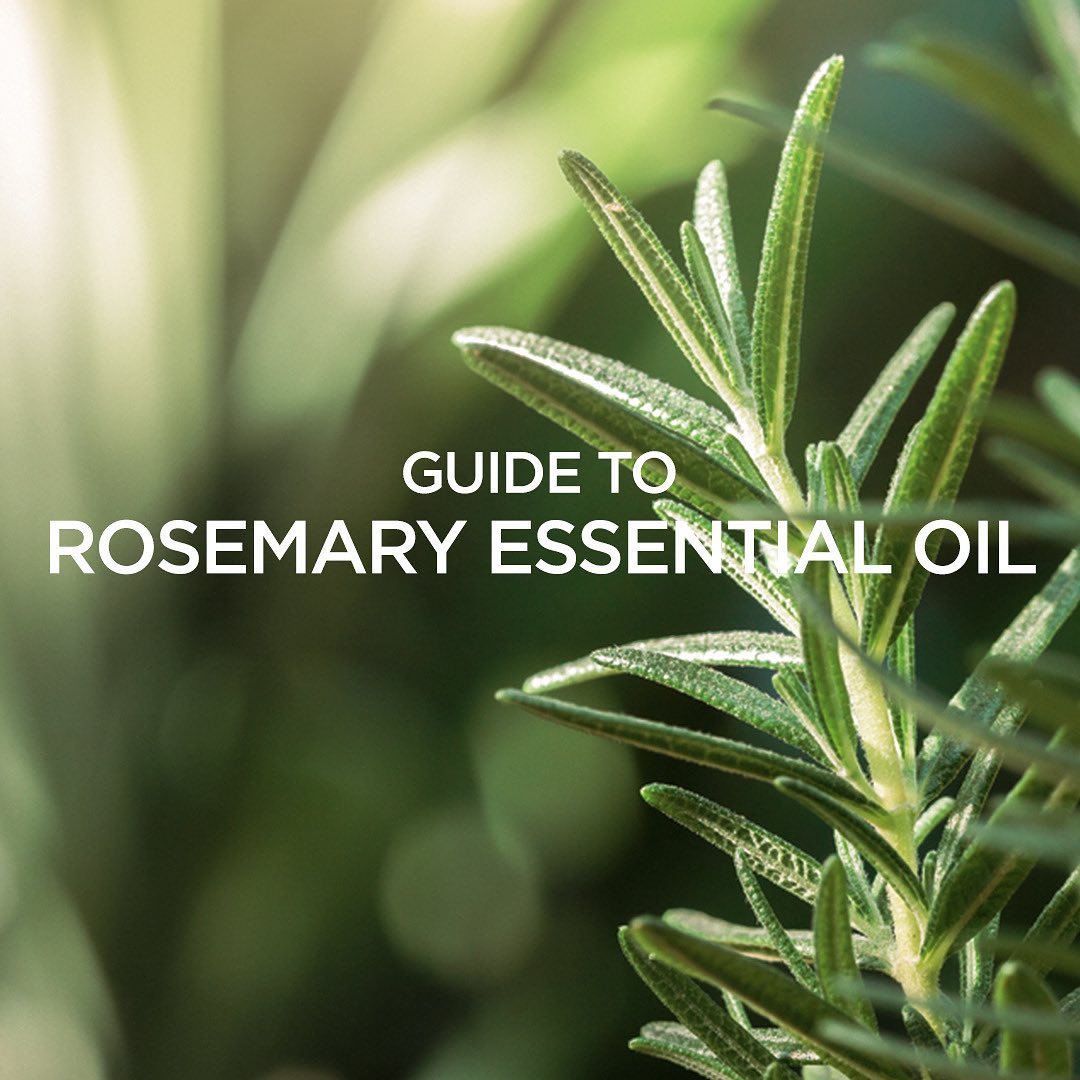 A Guide To Rosemary Essential Oil