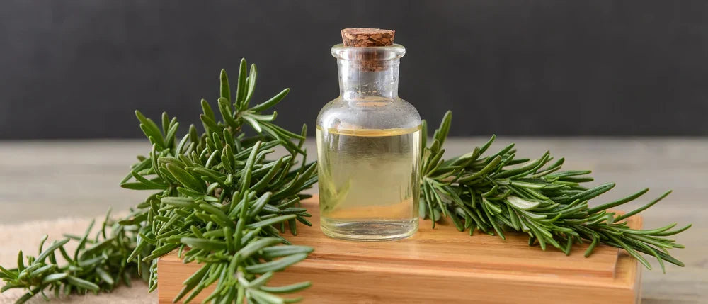 14 Benefits and Uses of Rosemary Essential