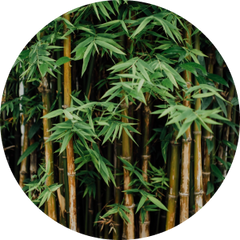 Bamboo Extract