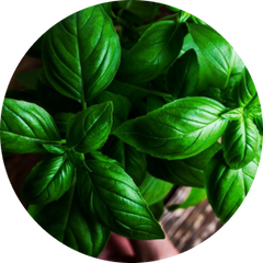 Basil