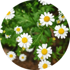 Chamomile