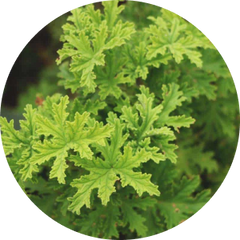 Citronella