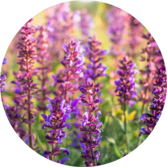 Clary Sage