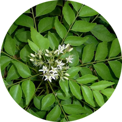Curry Leaves Extract