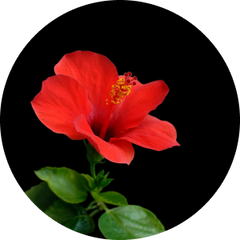 Hibiscus