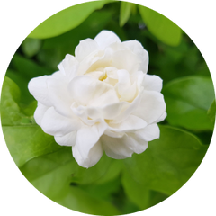 Jasmine
