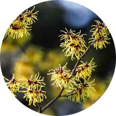 Witch Hazel Extract